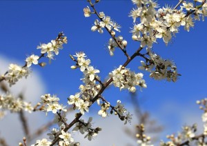 Prunus spinosa 3339