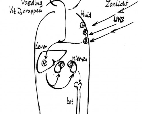 Vitamine D synthese