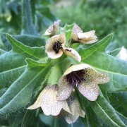 Hyoscyamus_7700