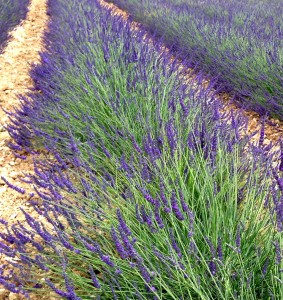 Lavendel 5463