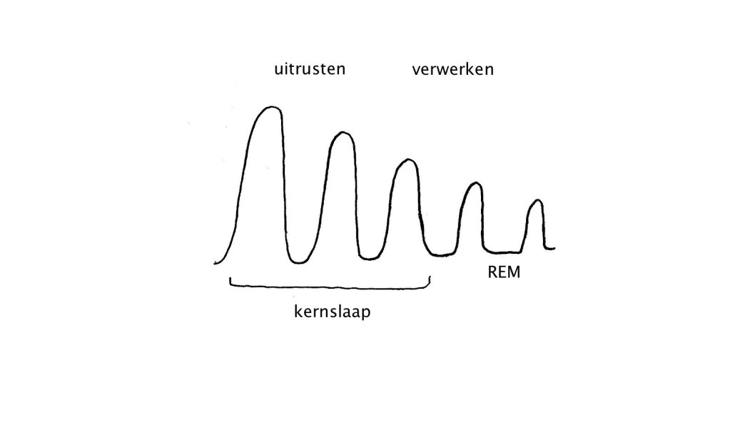 slaapfasen