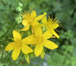 Sint-janskruid bloemen